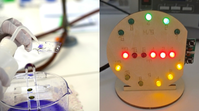 Rückblicke: Ferienakademie Biologie und Physik Juli 2026 – Entdecke Dein Element!